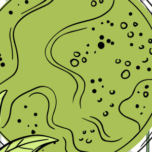 Greenselect Phytosome green tea extract used in the LeanBiome formula