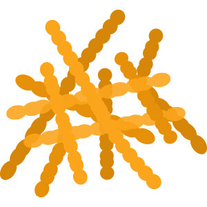Lactobacillus Fermentum, one of the nine lean bacteria species in LeanBiome