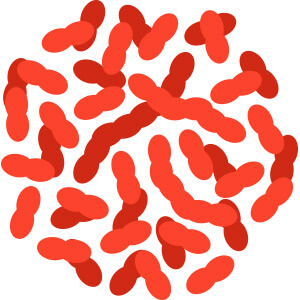 Lactobacillus Gasseri, a lean bacteria species in the LeanBiome formula