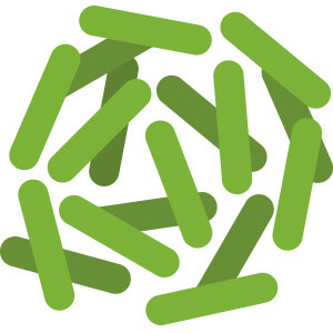 Lactobacillus Rhamnosus, a probiotic species included in LeanBiome